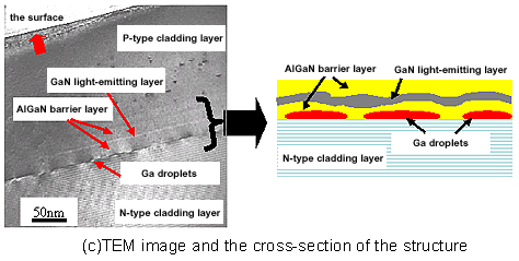 (c)TEM image and the cross-section of the structure